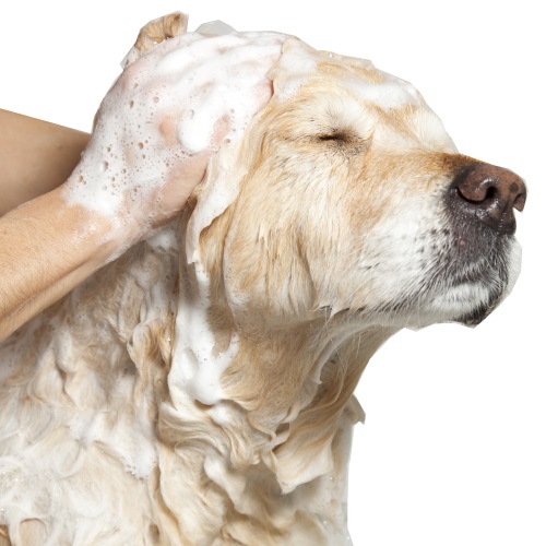 Bagni Dermatologici Cane